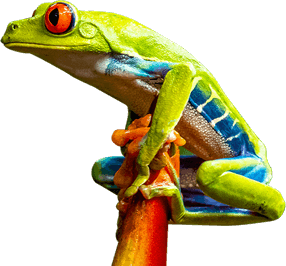 Frog climbing a stick