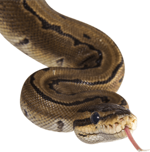 Snake with tongue sticking out